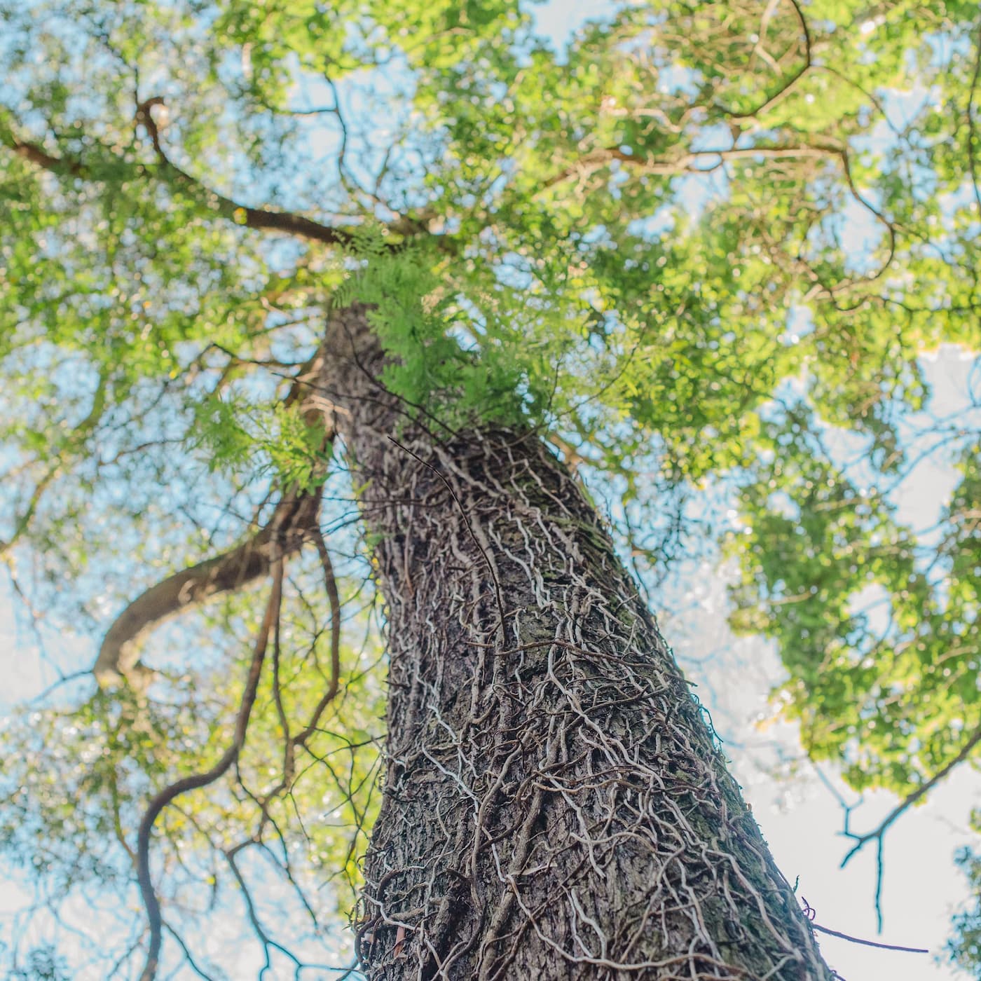 Silver Tree of Life artwork